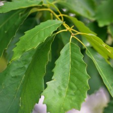 Chinquapin oak, Quercus muehlenbergii